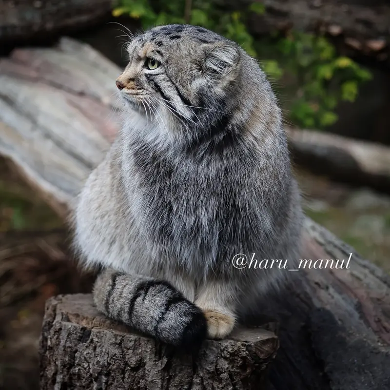 Фотография Нагому в Царстве Животных Насу