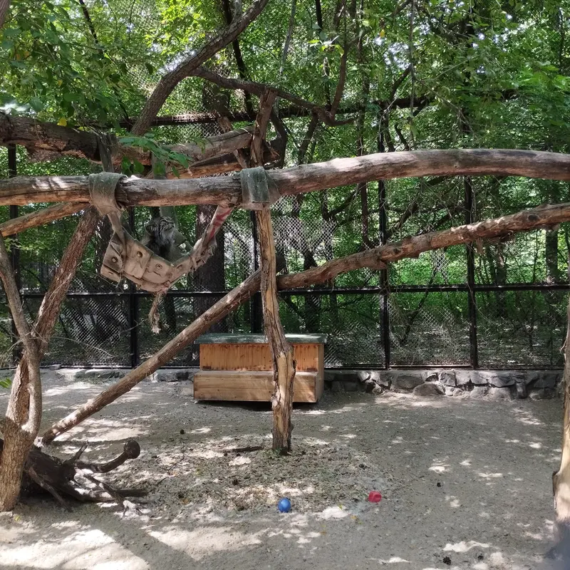 Фотография с манулом в Новосибирском Зоопарке