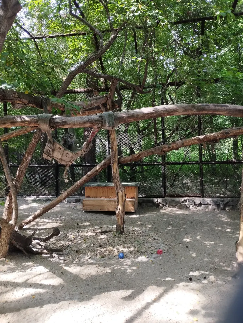 Фотография с манулом в Новосибирском Зоопарке