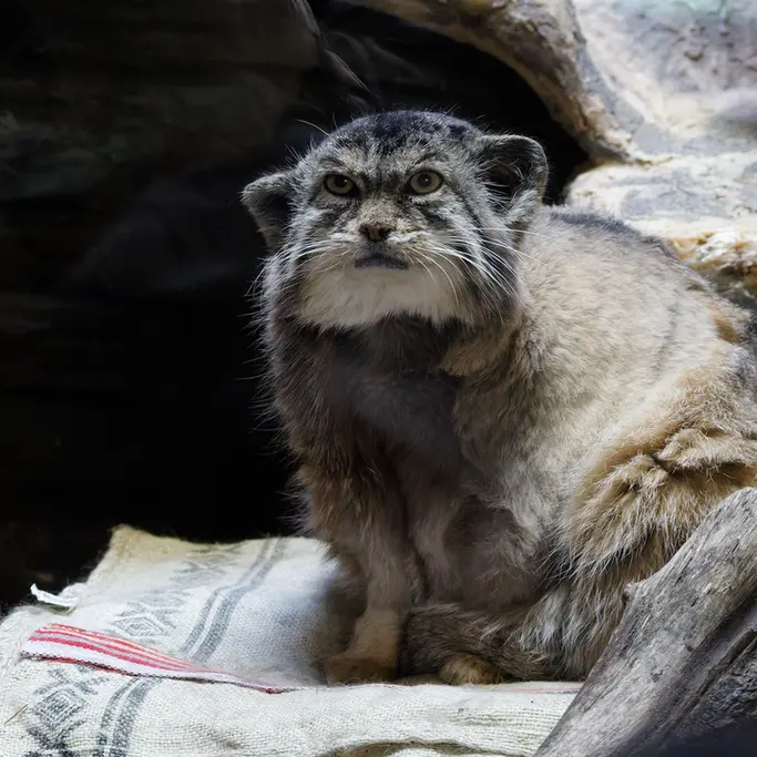 Фотография Примулы в Зоопарке Уено