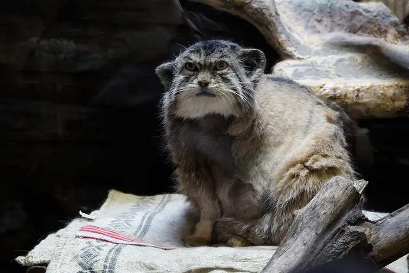 Фотография Примулы в Зоопарке Уено