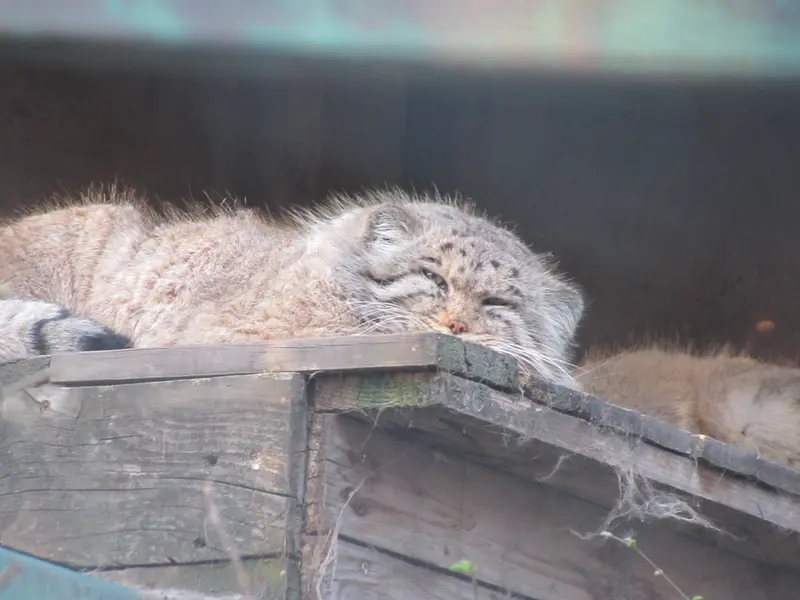 Фотография Бохуша в Будапештском Зоопарке