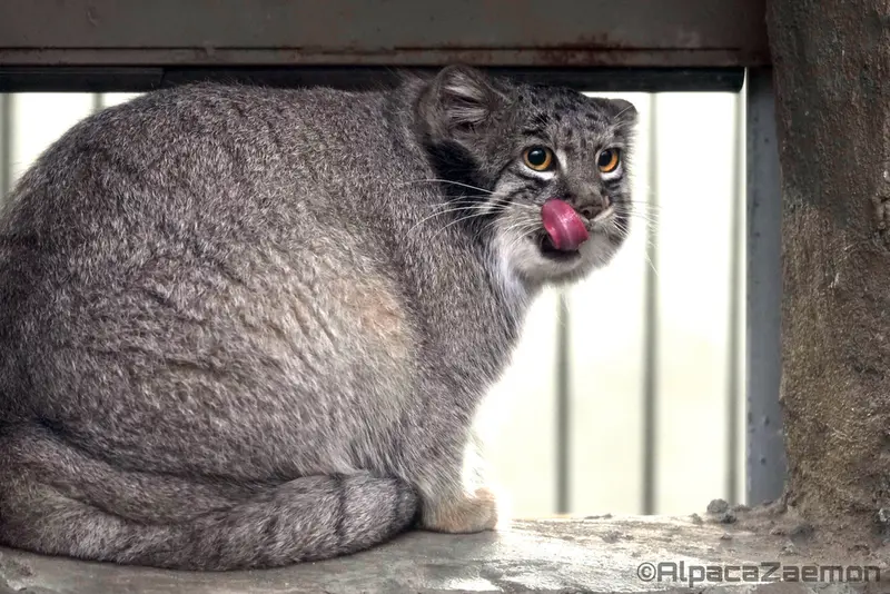 Фотография Мей в Царстве Животных Кобе