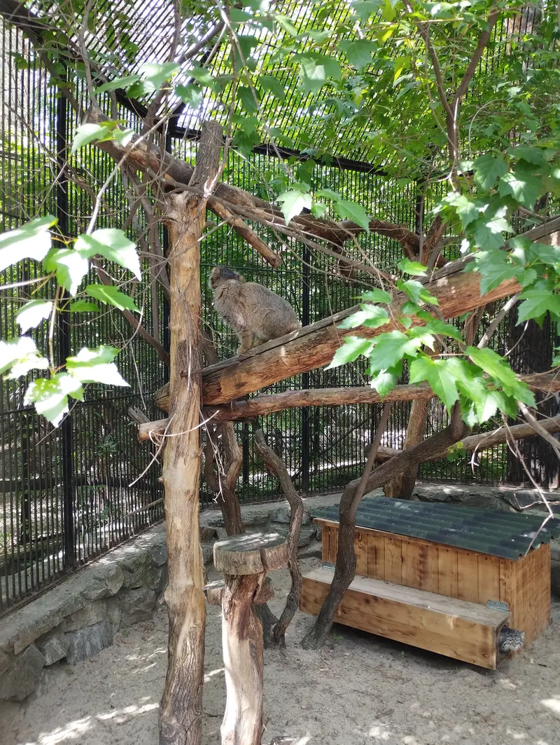 Фотография с манулом в Новосибирском Зоопарке