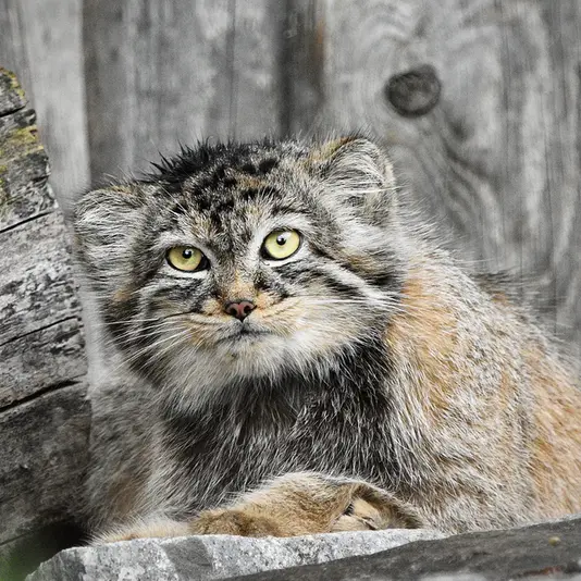 Фотография Мануэлы в Берлинском Зоопарке