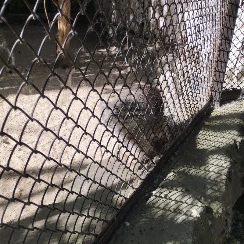 Фотография с манулом в Новосибирском Зоопарке