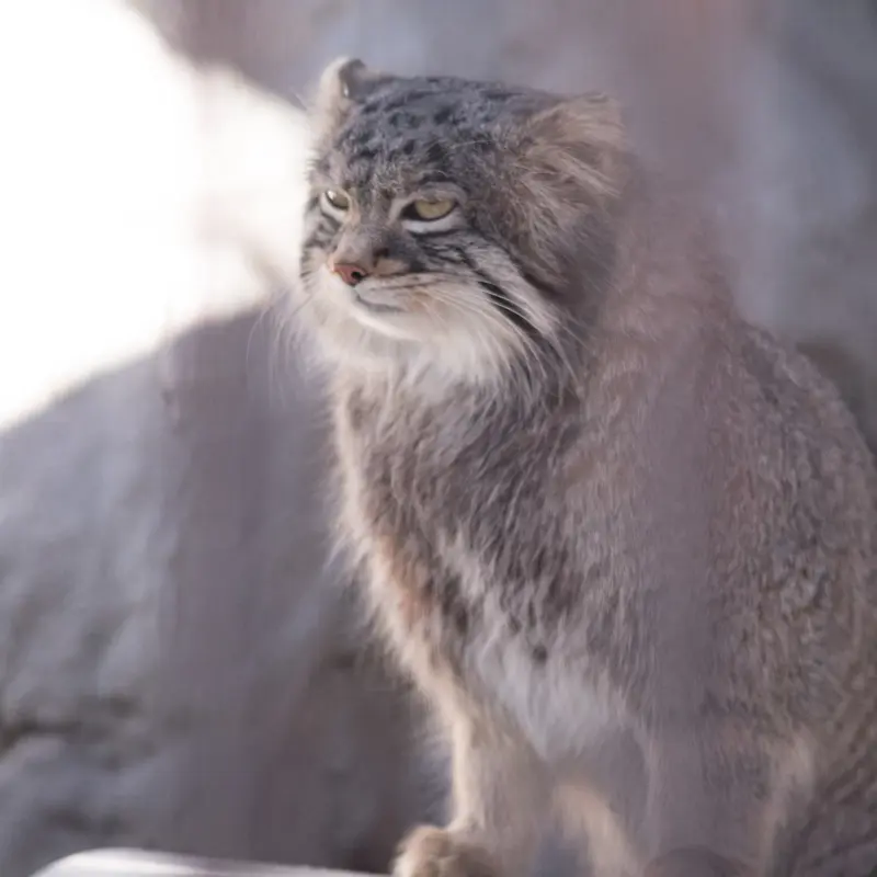 Фотография Фиги в Зоопарке Ногеяме