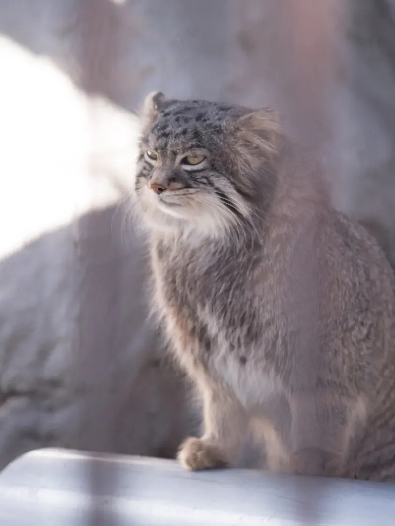 Фотография Фиги в Зоопарке Ногеяме