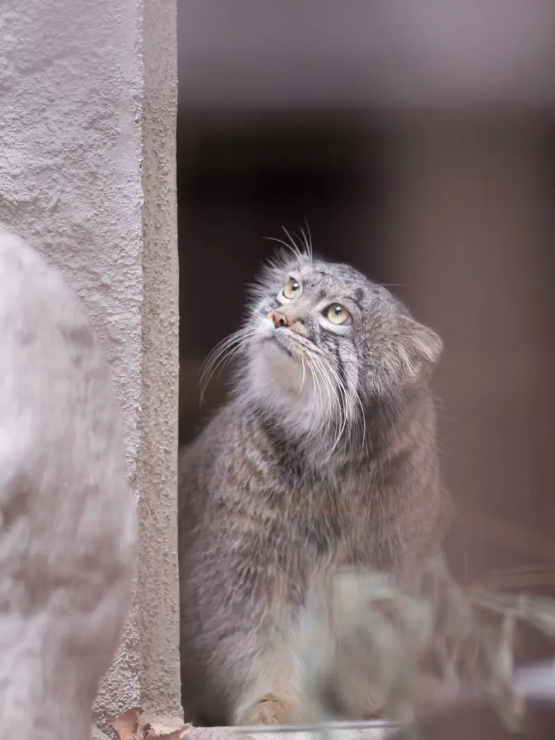 Фотография Фиги в Зоопарке Ногеяме