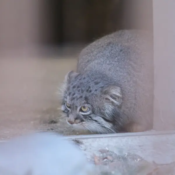 Фотография Фиги в Зоопарке Ногеяме