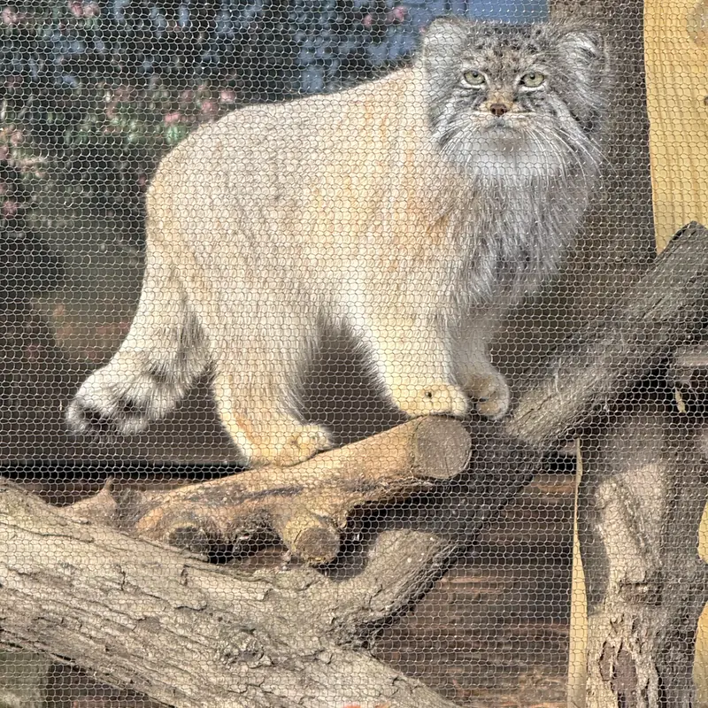 Фотография Пази в Зоопарке Поттер-парка