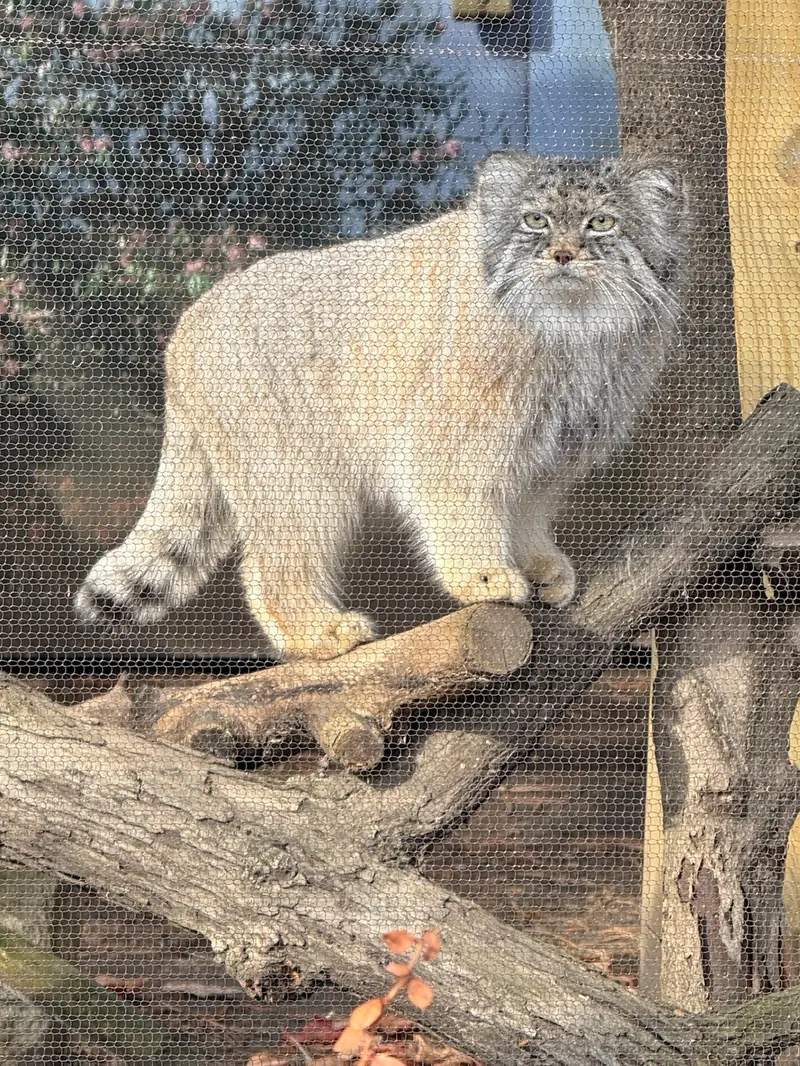 Фотография Пази в Зоопарке Поттер-парка