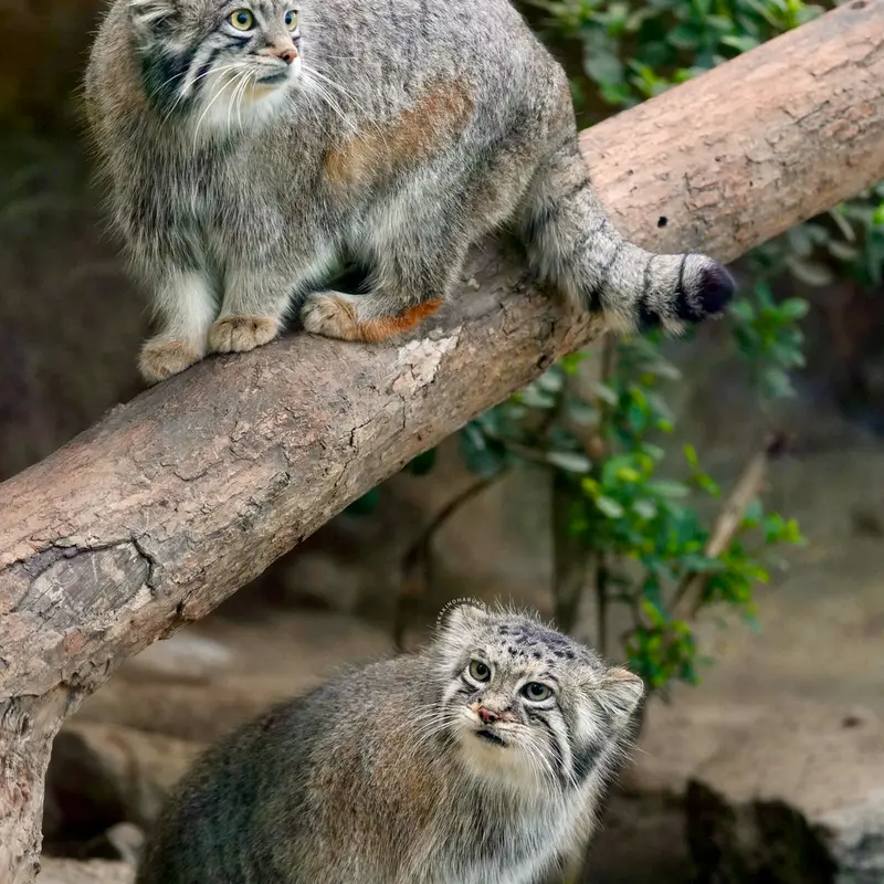 Фотография Аз и Ото в Царстве Животных Кобе