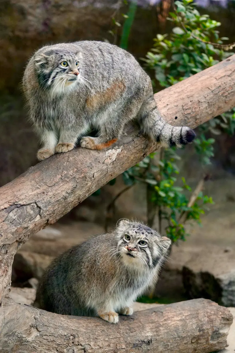 Фотография Аз и Ото в Царстве Животных Кобе