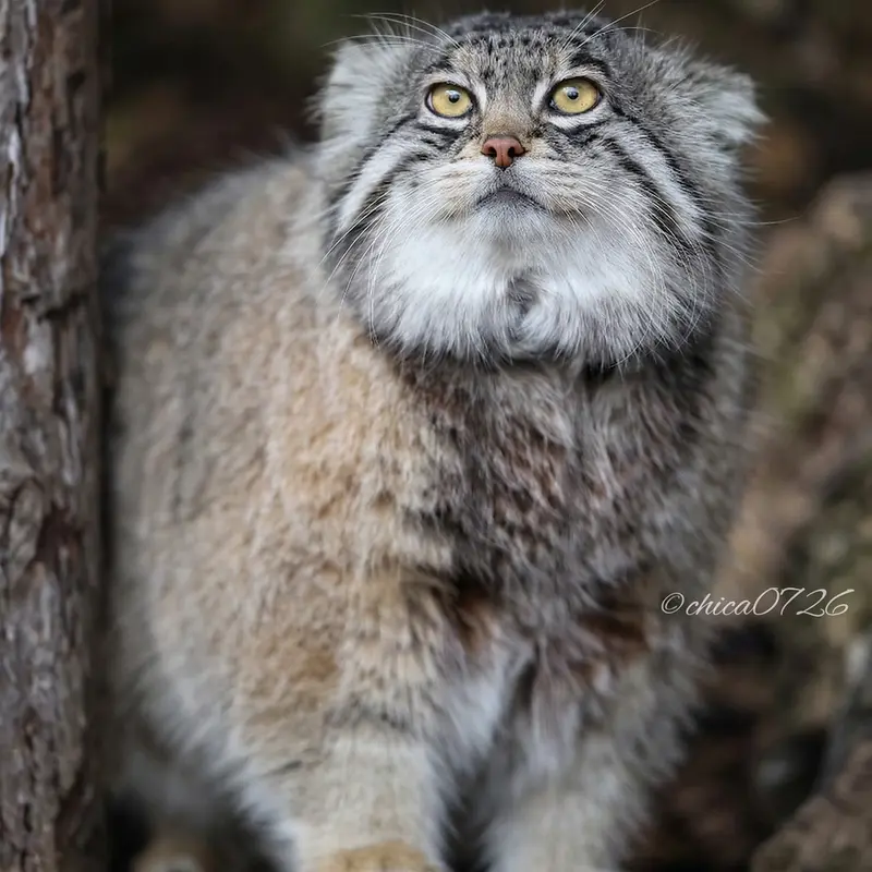 Фотография Груши в Зоопарке Асахияма
