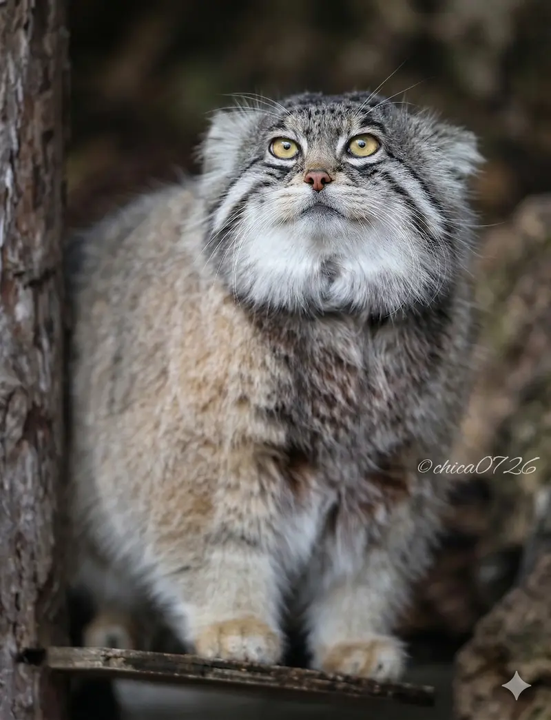 Фотография Груши в Зоопарке Асахияма