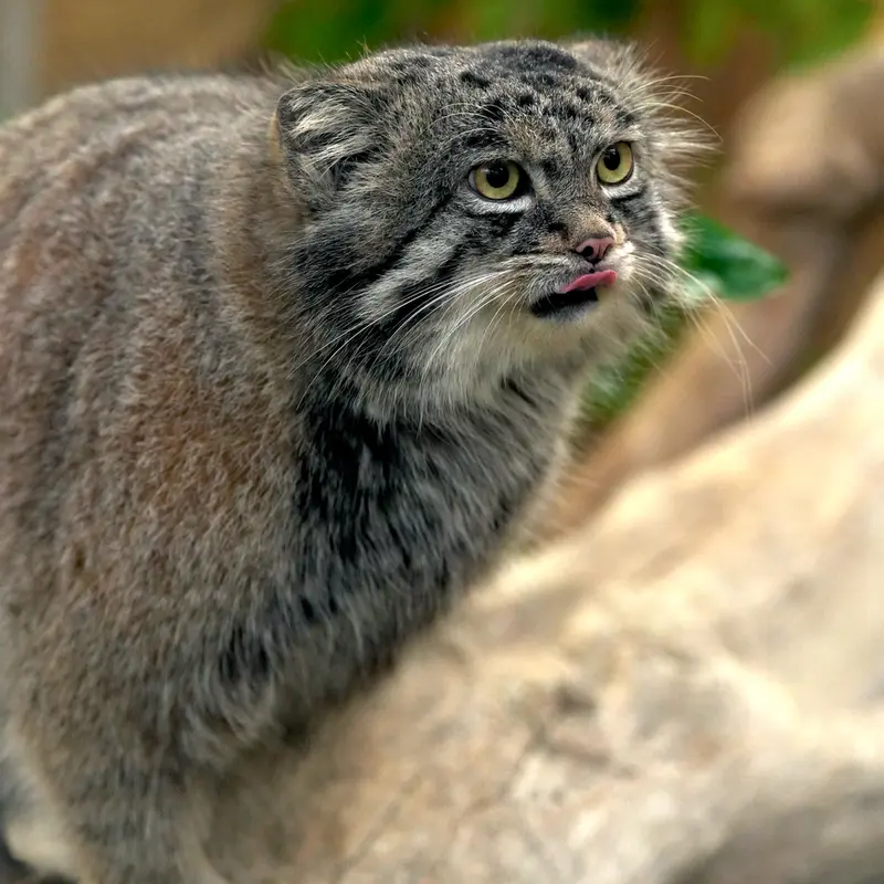 Фотография Нара в Царстве Животных Кобе