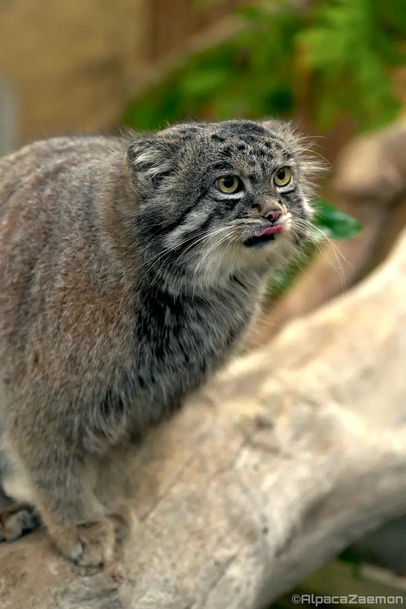 Фотография Нара в Царстве Животных Кобе