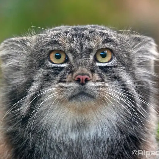 Фотография Нара в Царстве Животных Кобе