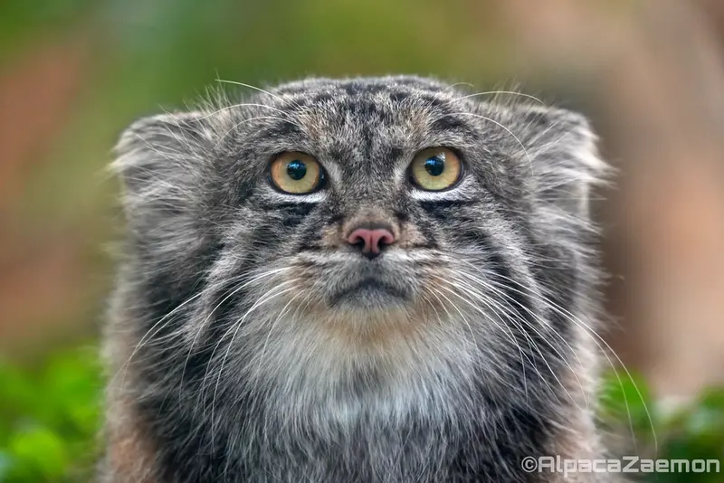 Фотография Нара в Царстве Животных Кобе