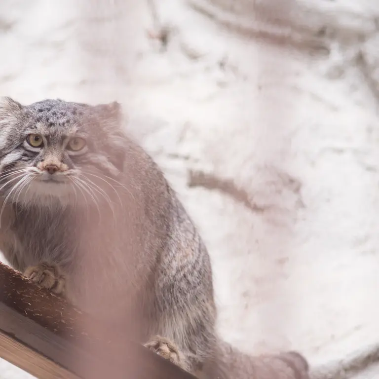 Фотография Фиги в Зоопарке Ногеяме