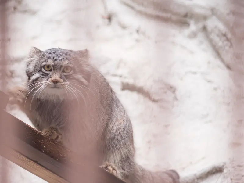 Фотография Фиги в Зоопарке Ногеяме