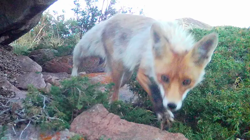 Шубарайгыр