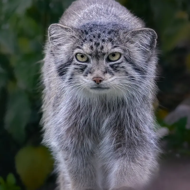 Фотография с манулом в Парке диких животных Порт-Лимпн