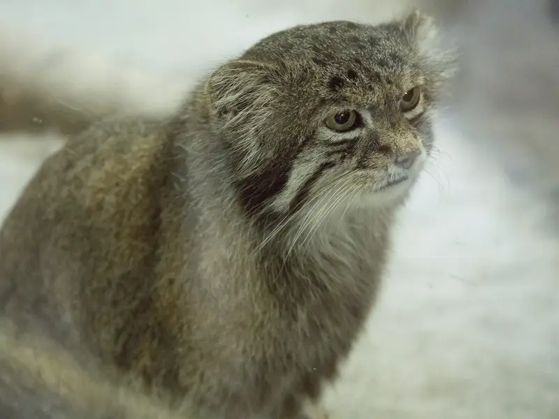 Фотография Клёна в Зоопарке Уено