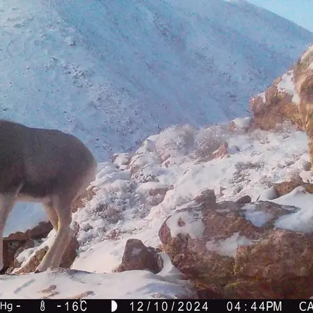 Фотография Аргали с фотоловушки Жунды 2