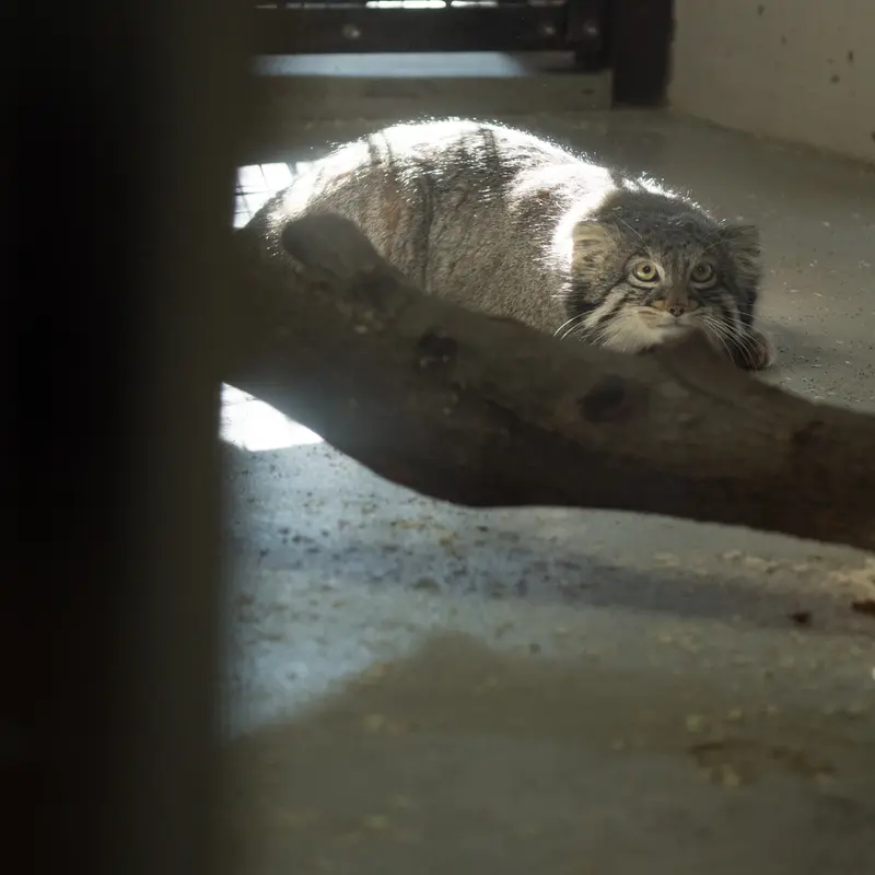 Фотография Фиги в Зоопарке Ногеяме