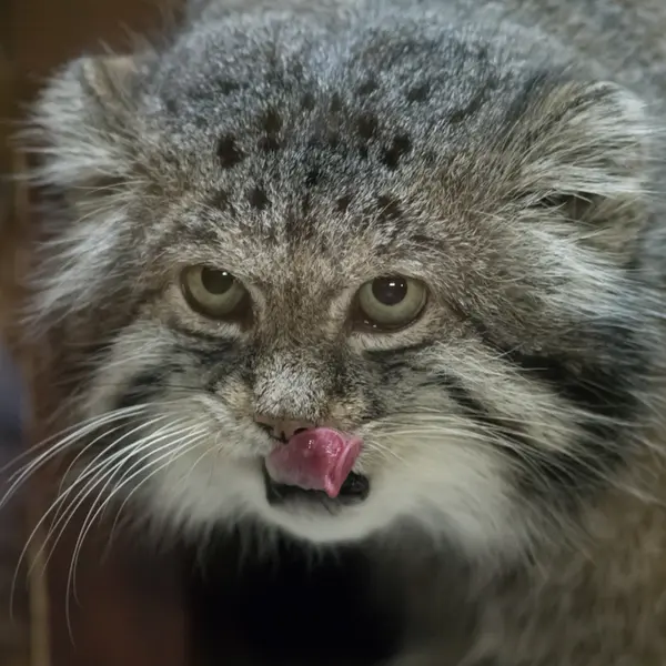 Фотография Клёна в Зоопарке Уено