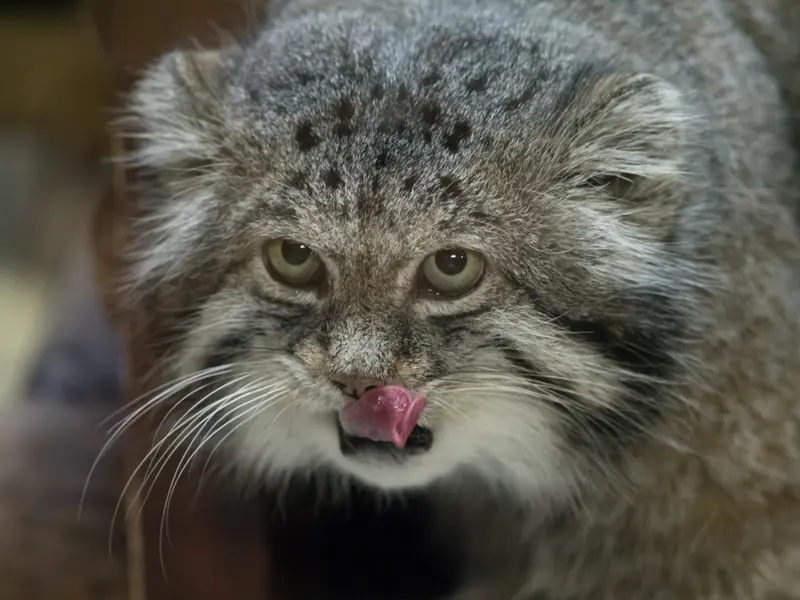 Фотография Клёна в Зоопарке Уено