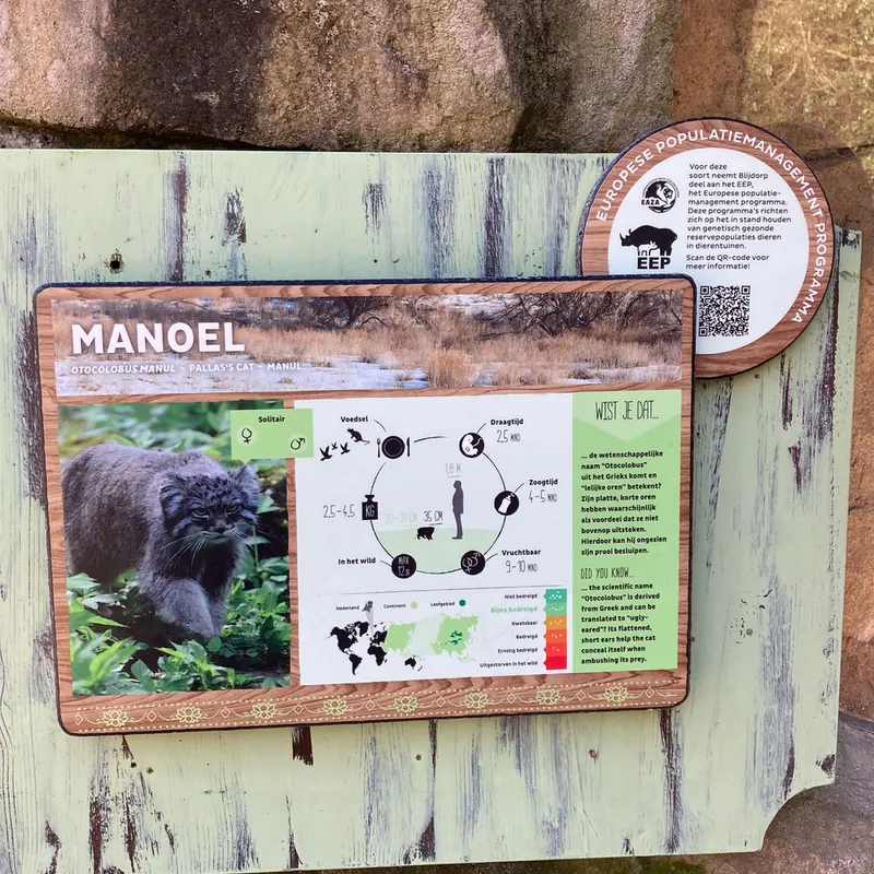 Фотография с манулом в Роттердамском Зоопарке